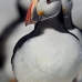 puffin_atlantic_msi_v_1078_can0695.jpg